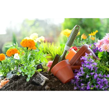   Natural Marigold Plant